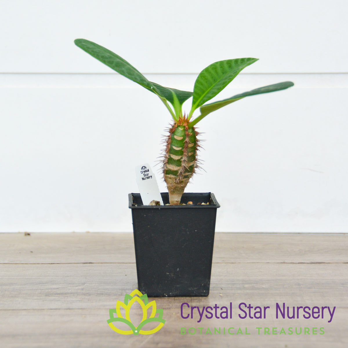 Euphorbia Neohumbertii