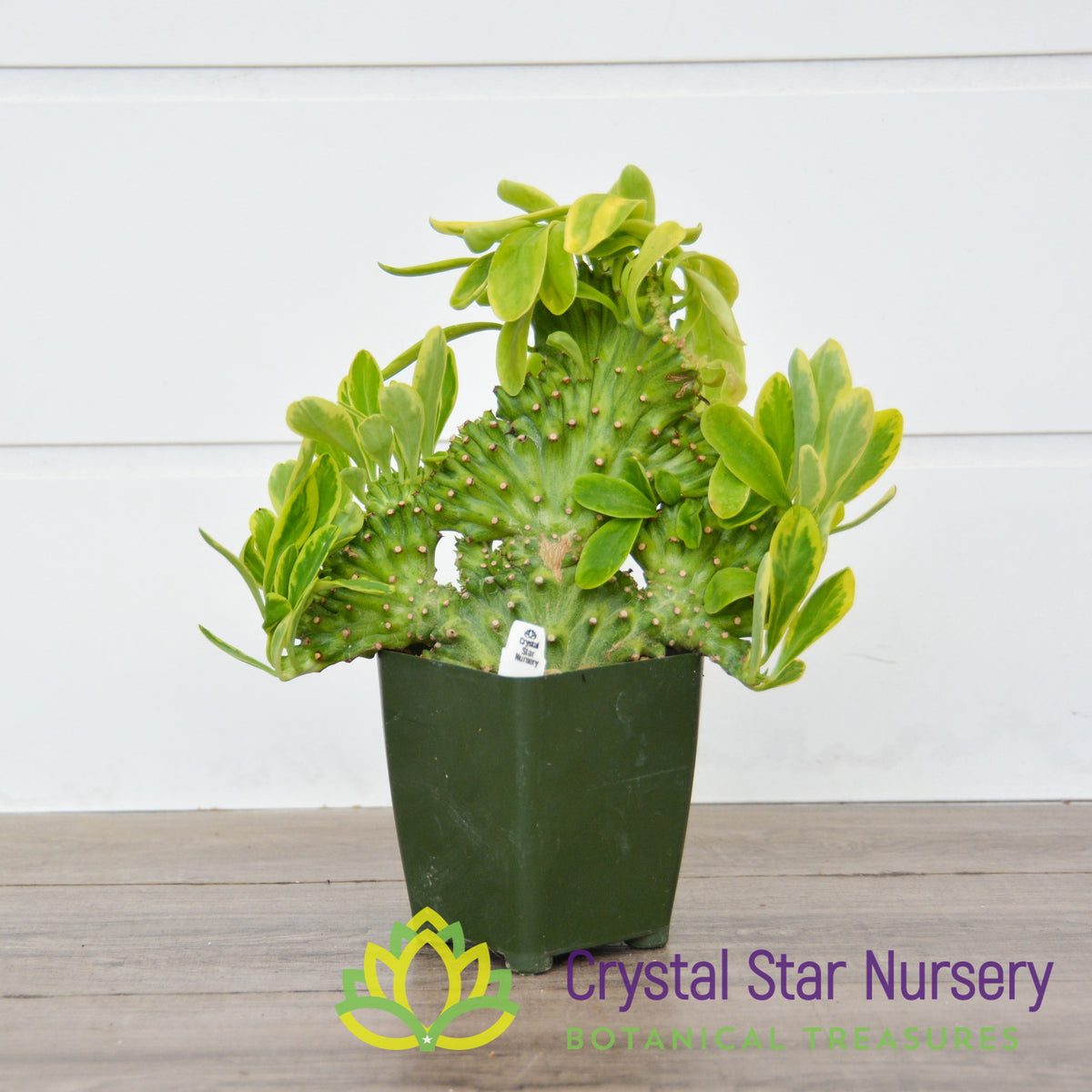 Euphorbia Neriifolia f Cristata Variegated