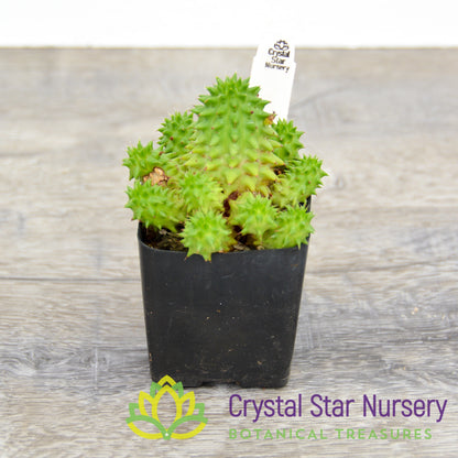 Euphorbia Suzannae