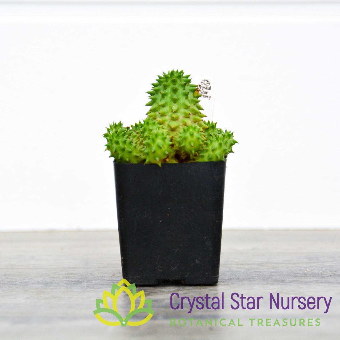 Euphorbia Suzannae