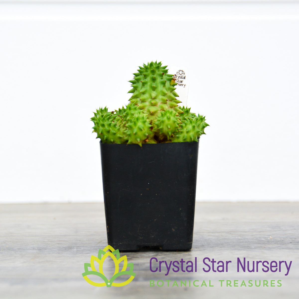 Euphorbia Suzannae
