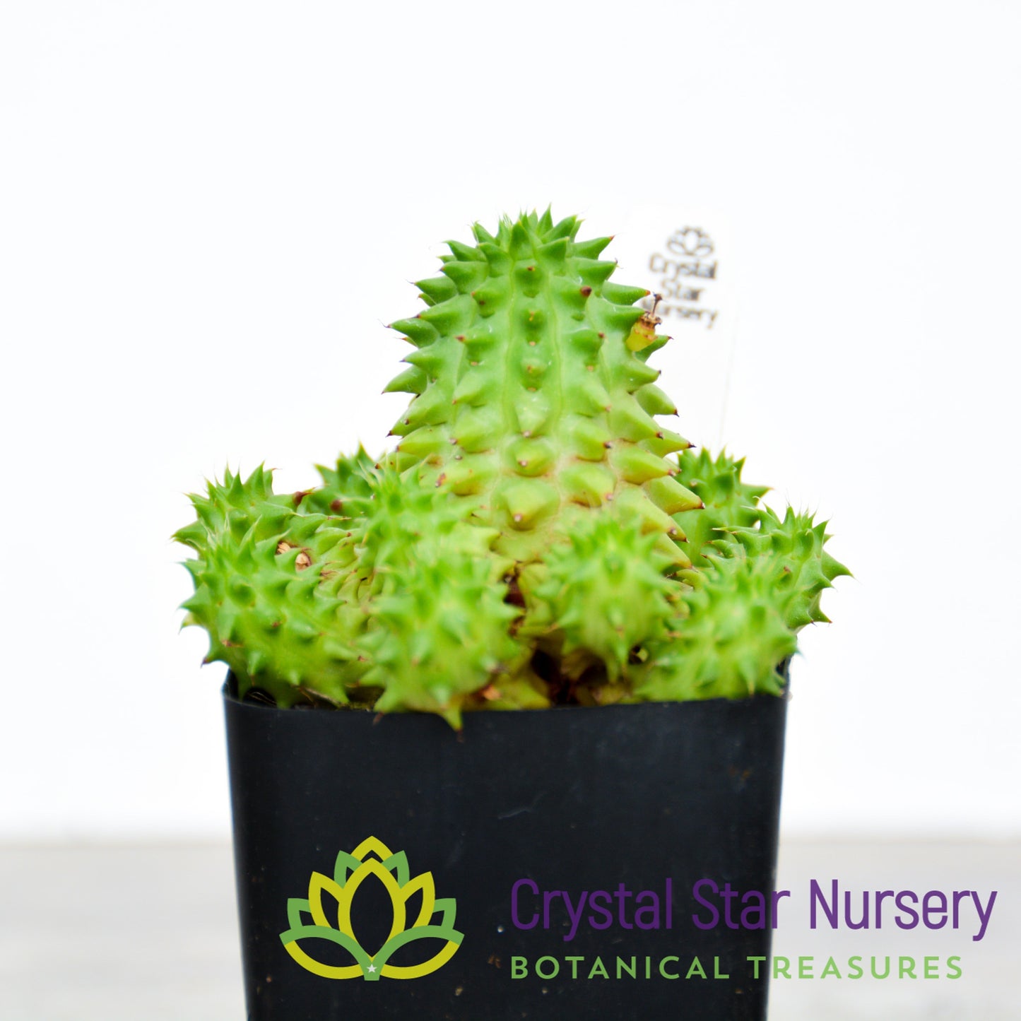 Euphorbia Suzannae