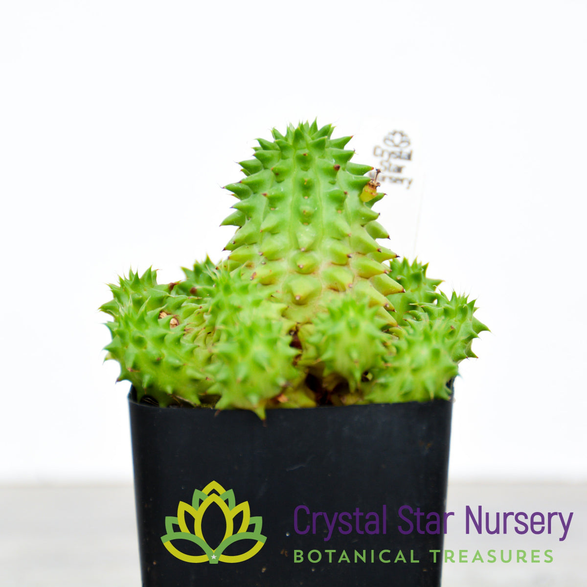Euphorbia Suzannae
