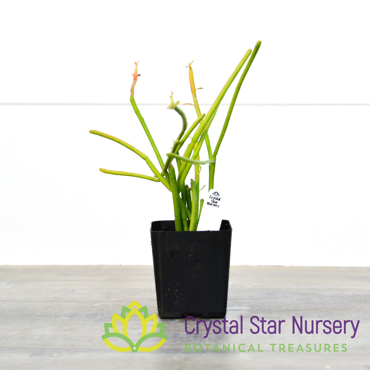 Euphorbia tirucalli 'Firesticks'