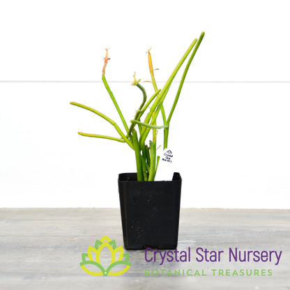 Euphorbia tirucalli 'Firesticks'
