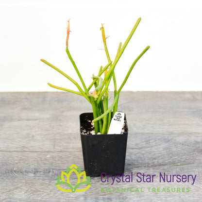 Euphorbia tirucalli 'Firesticks'