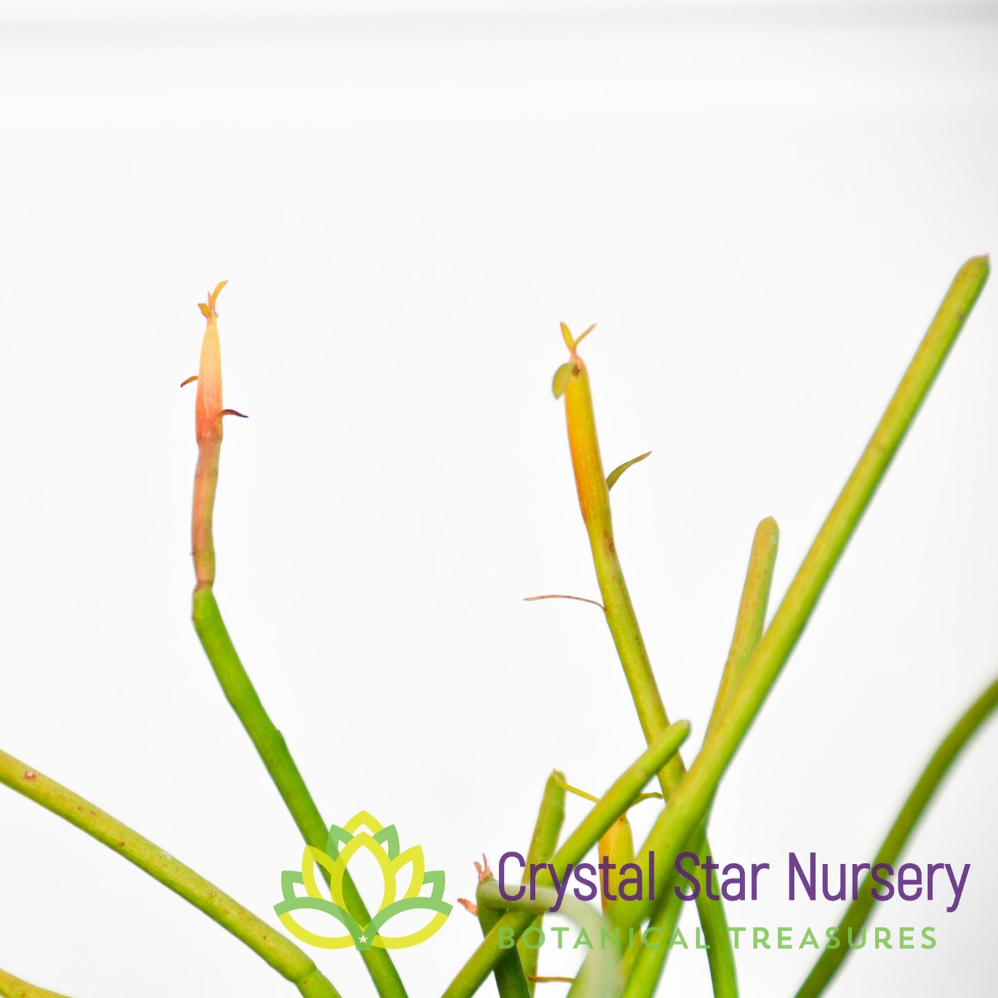 Euphorbia tirucalli 'Firesticks'