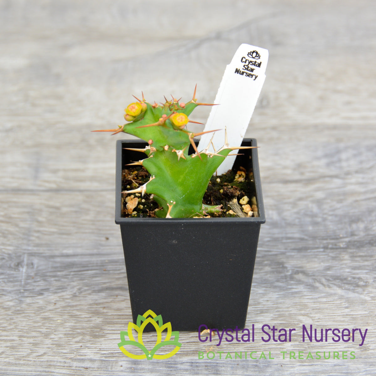 Euphorbia Tortirama (Dwarf)