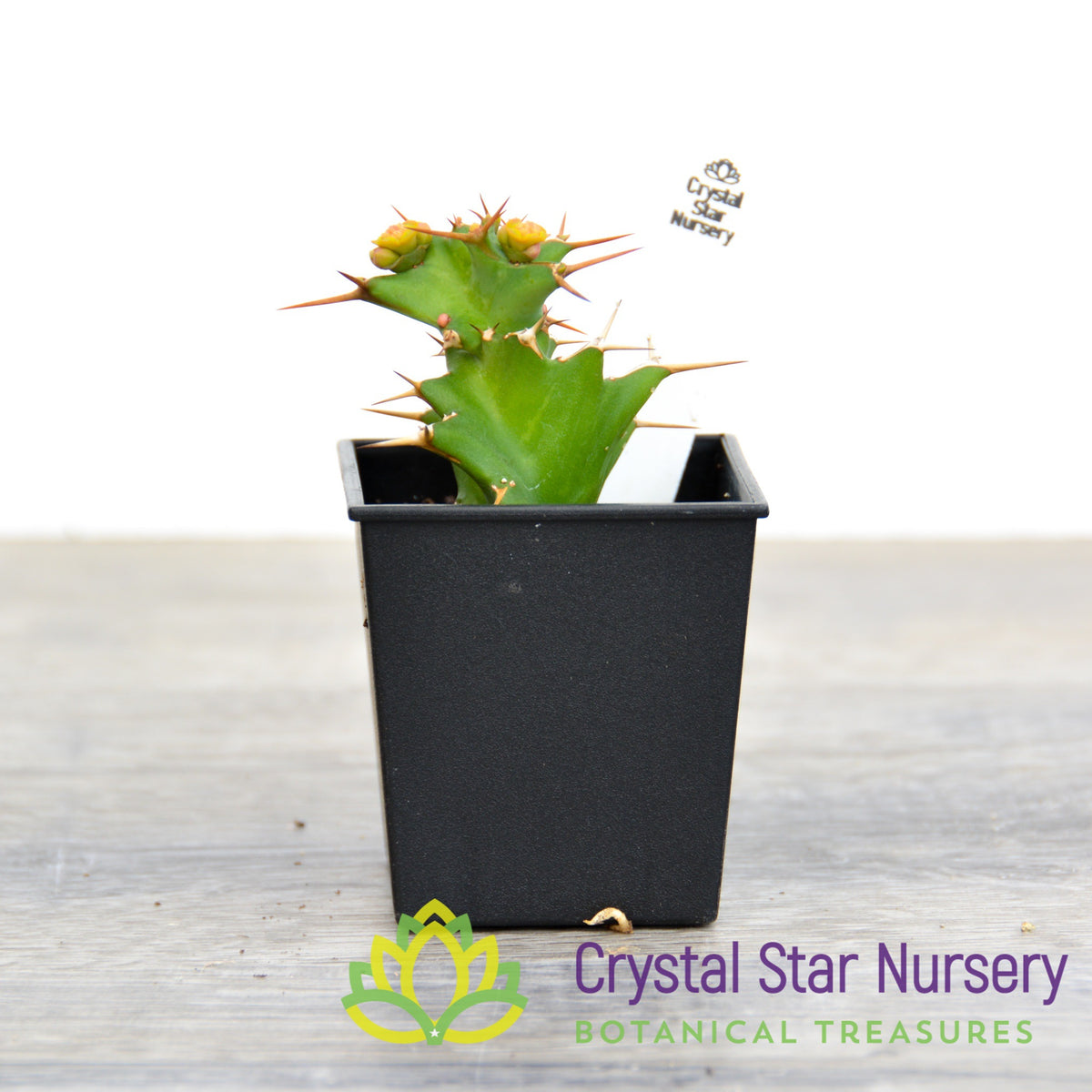 Euphorbia Tortirama (Dwarf)