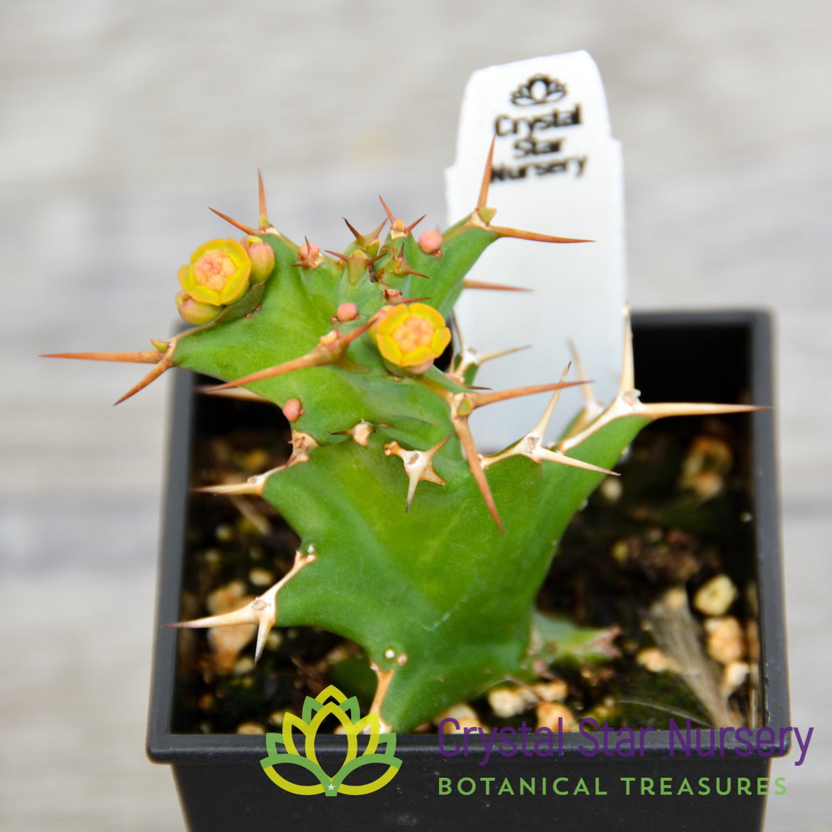Euphorbia Tortirama (Dwarf)