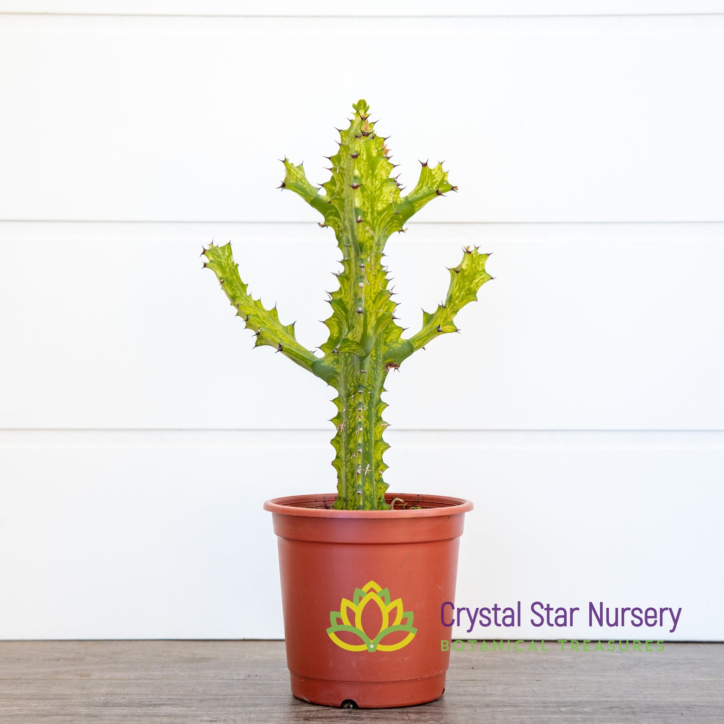 Euphorbia Trigona