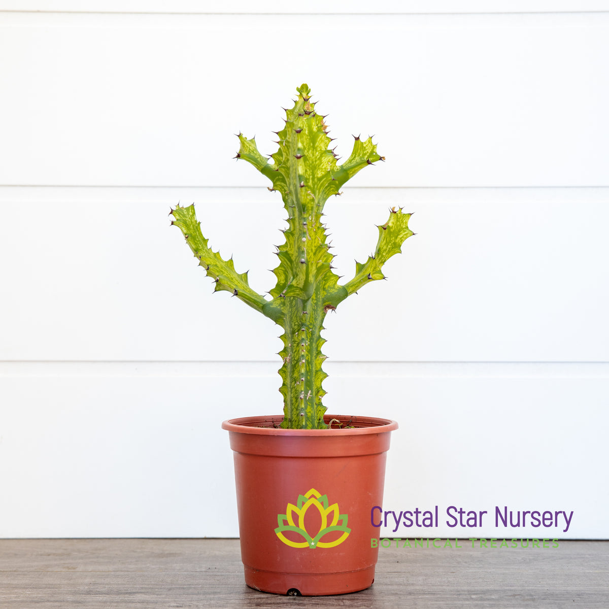 Euphorbia Trigona