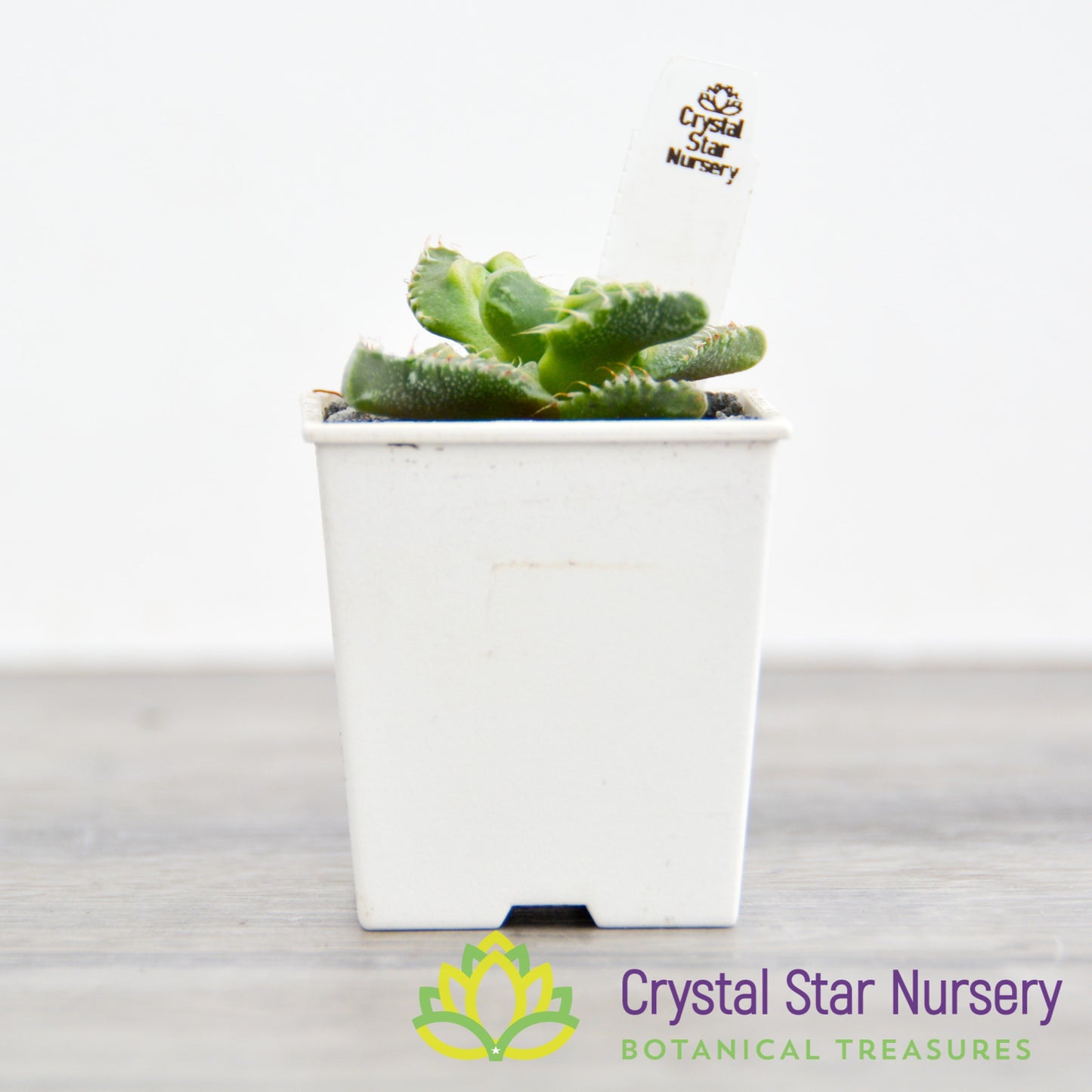 Faucaria Tuberculosa 'Super Warty'