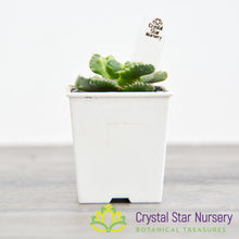 Faucaria Tuberculosa 'Super Warty'