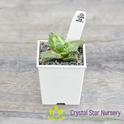 Faucaria Tuberculosa 'Super Warty'