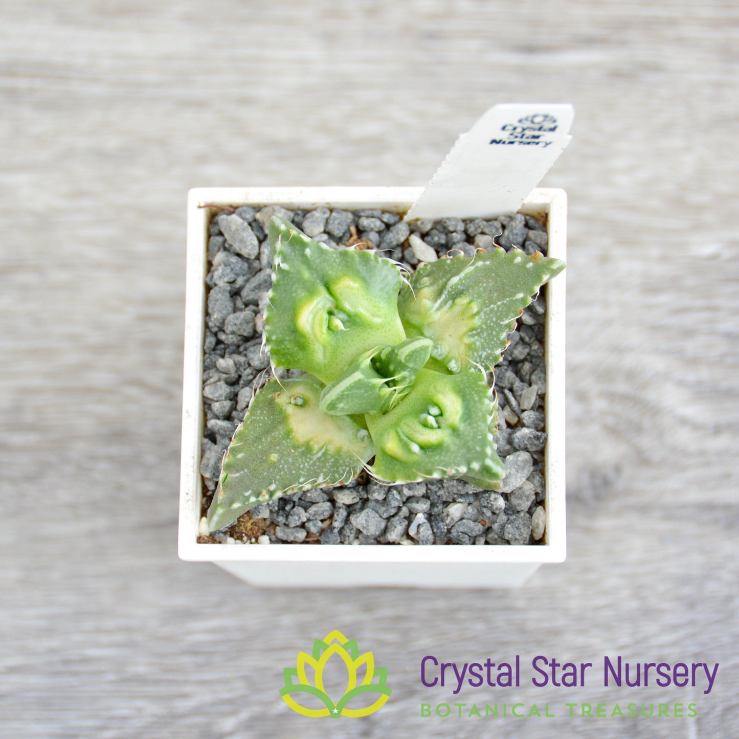 Faucaria Tuberculosa 'Super Warty'