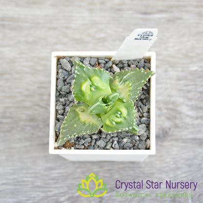 Faucaria Tuberculosa 'Super Warty'
