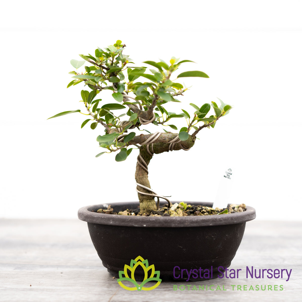 Ficus Pretoria Burtt Davyi Bonsai