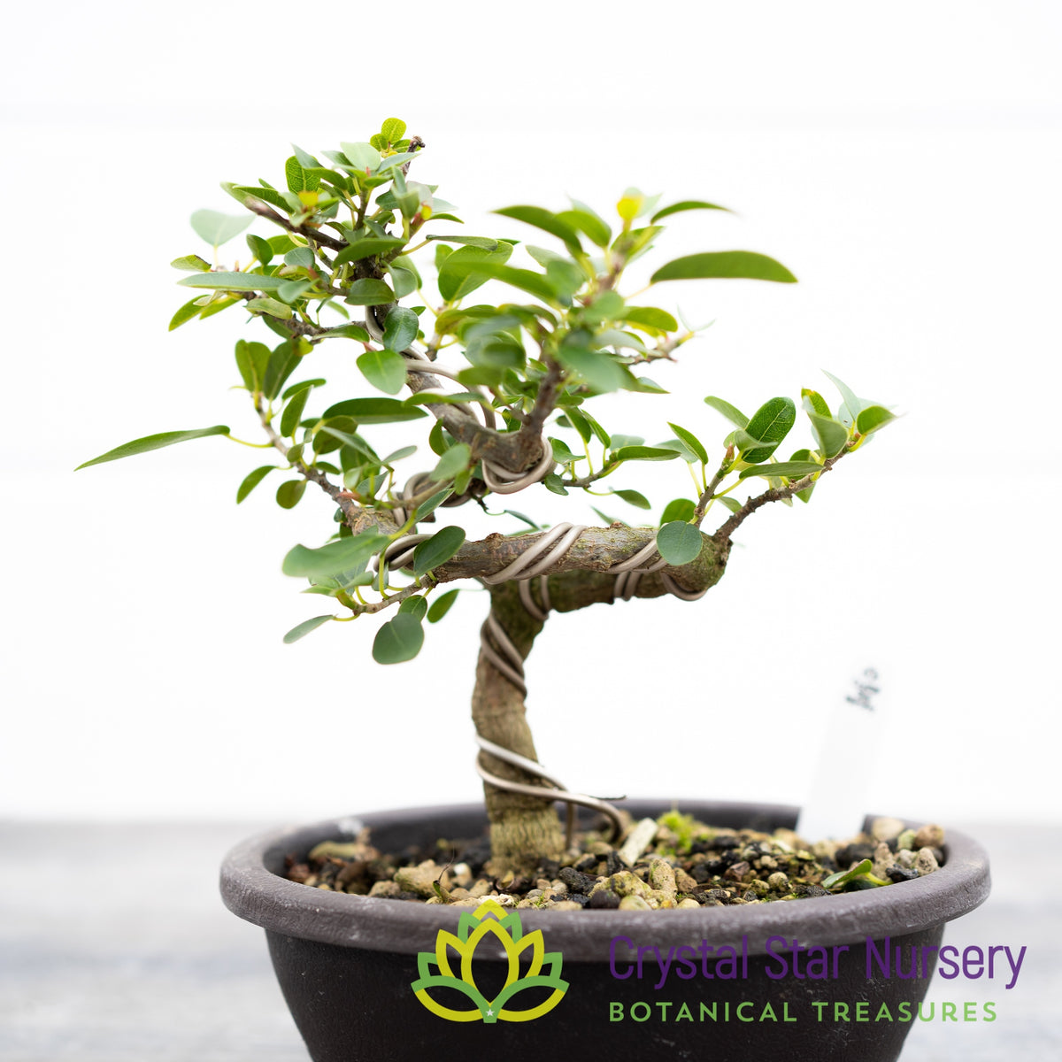 Ficus Pretoria Burtt Davyi Bonsai