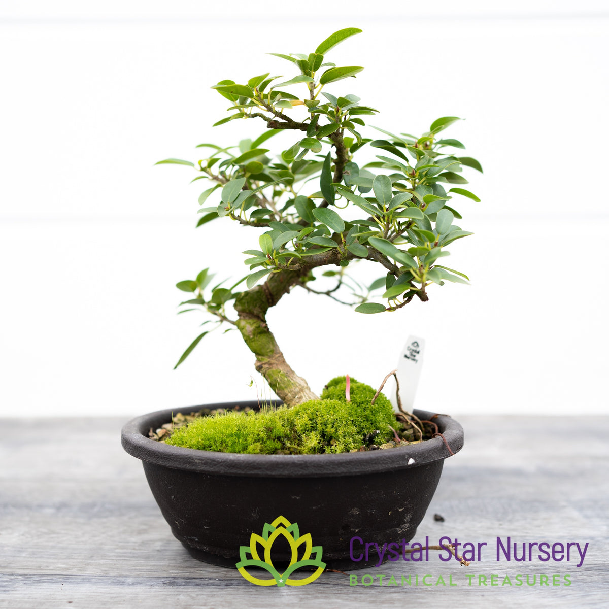 Ficus Pretoria Burtt Davyi Bonsai