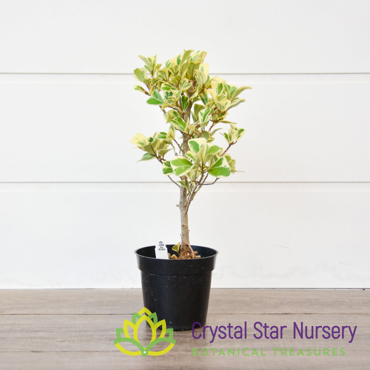 Ficus Triangularis Variegated