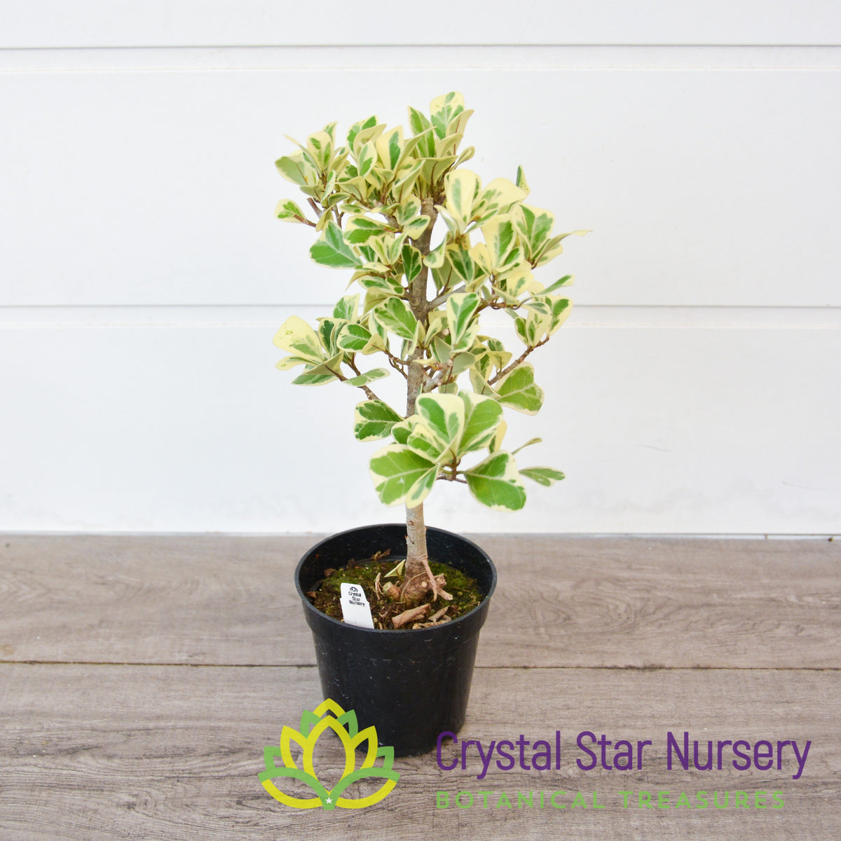 Ficus Triangularis Variegated
