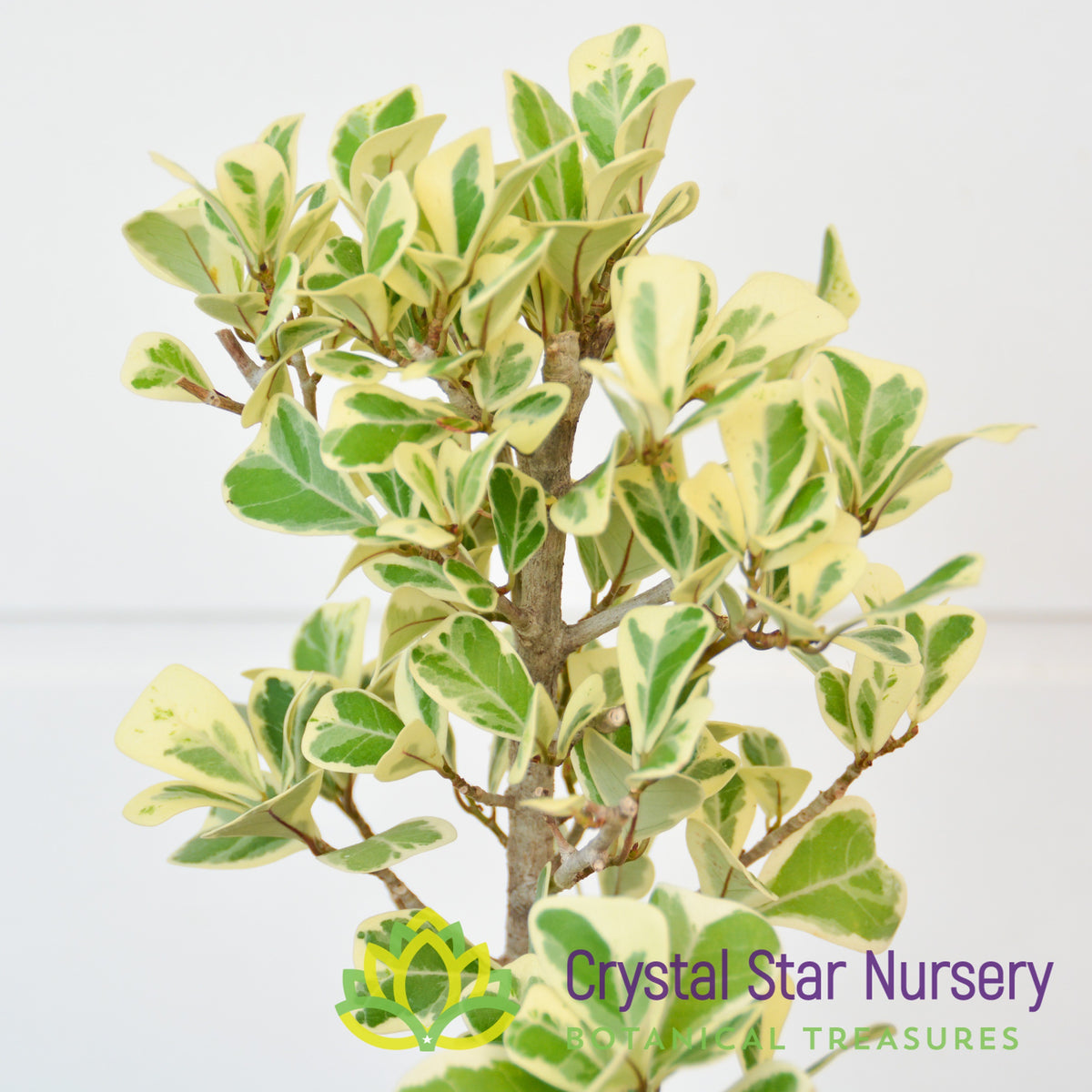 Ficus Triangularis Variegated