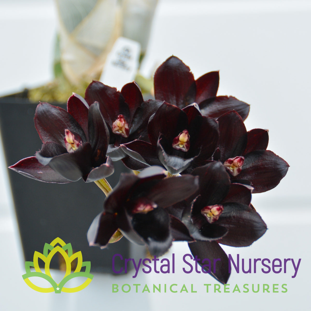 Fredclarkeara After Dark &#39;Black Pearl&#39;