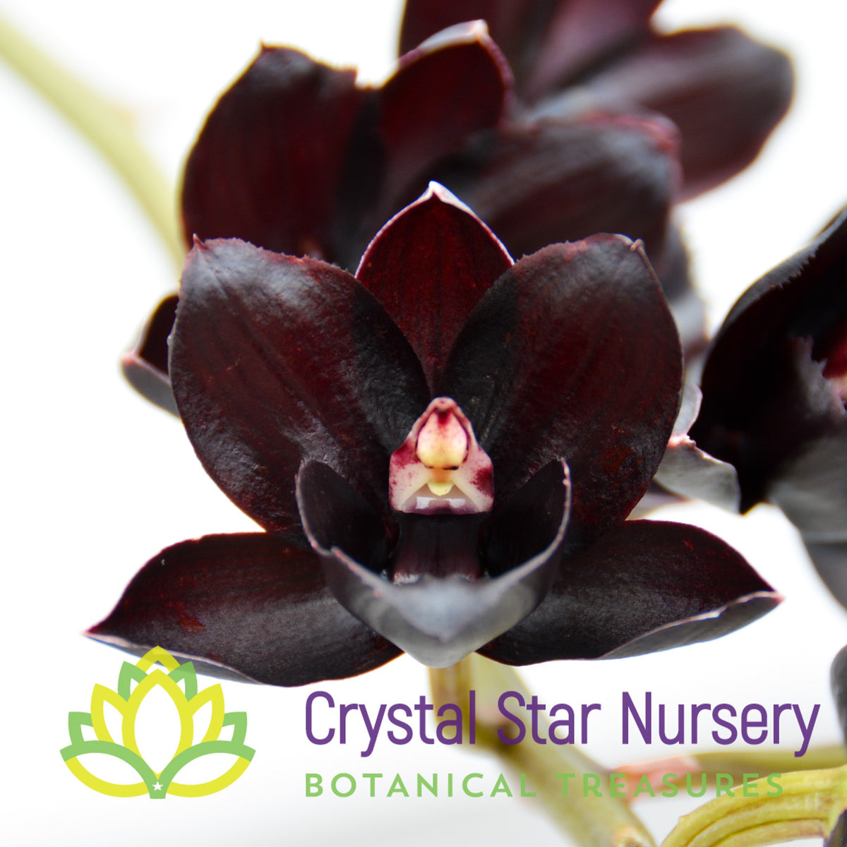 Fredclarkeara After Dark 'Black Pearl'