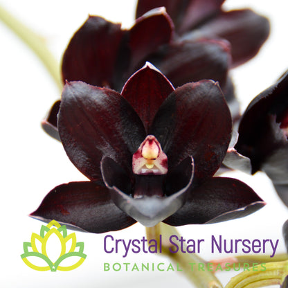 Fredclarkeara After Dark 'Black Pearl'