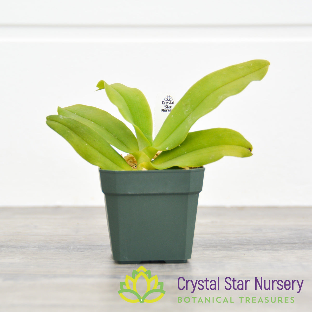 Gastrochilus Japonicus