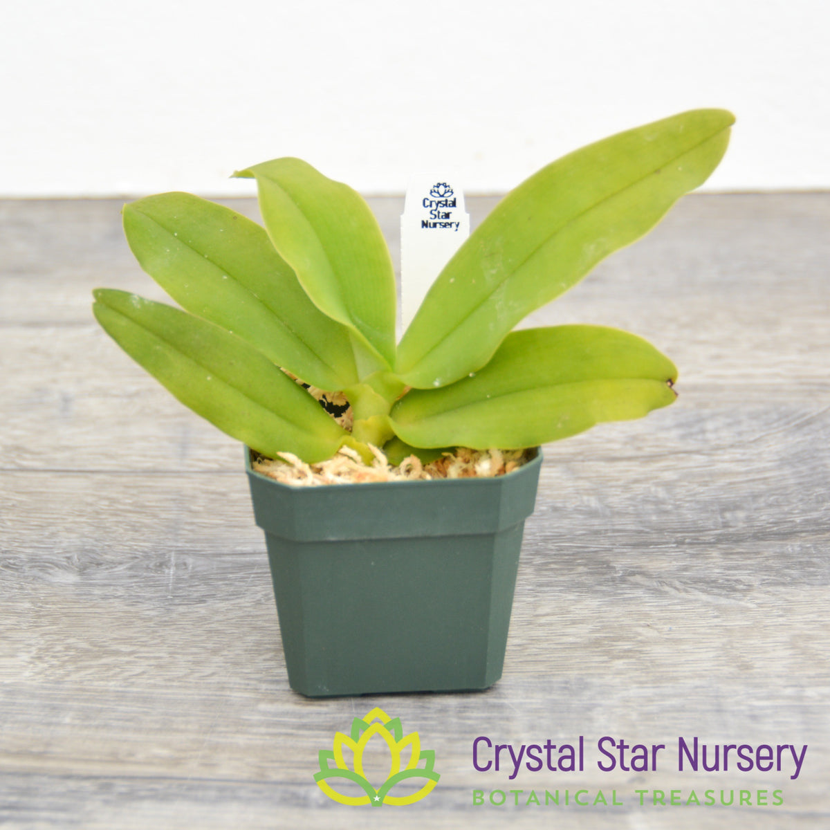 Gastrochilus Japonicus