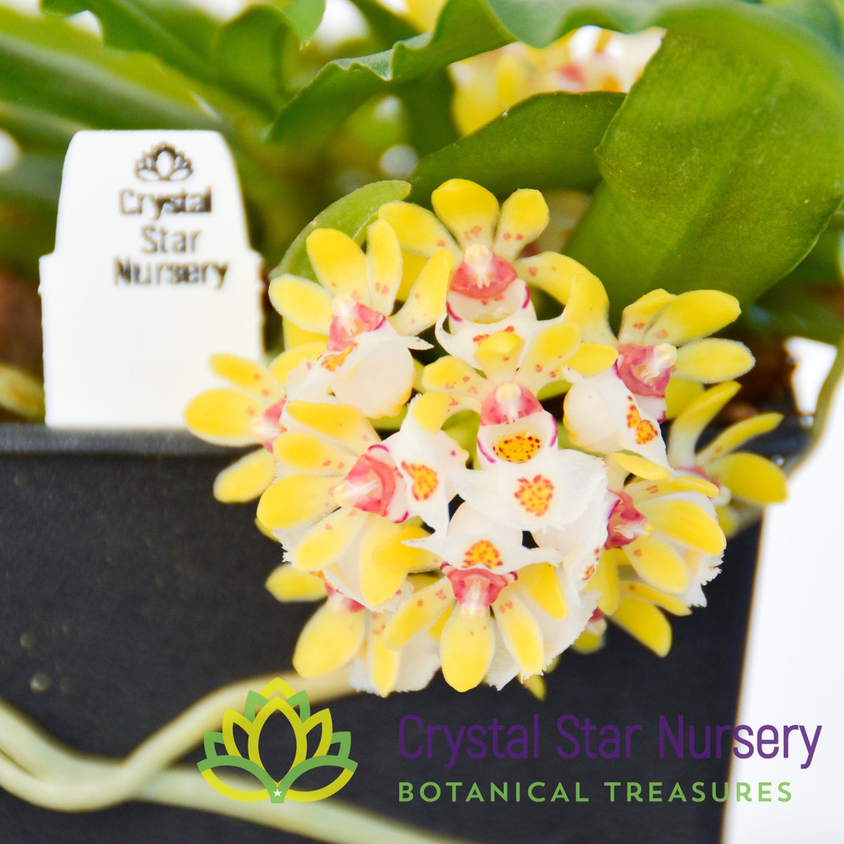 Gastrochilus Japonicus