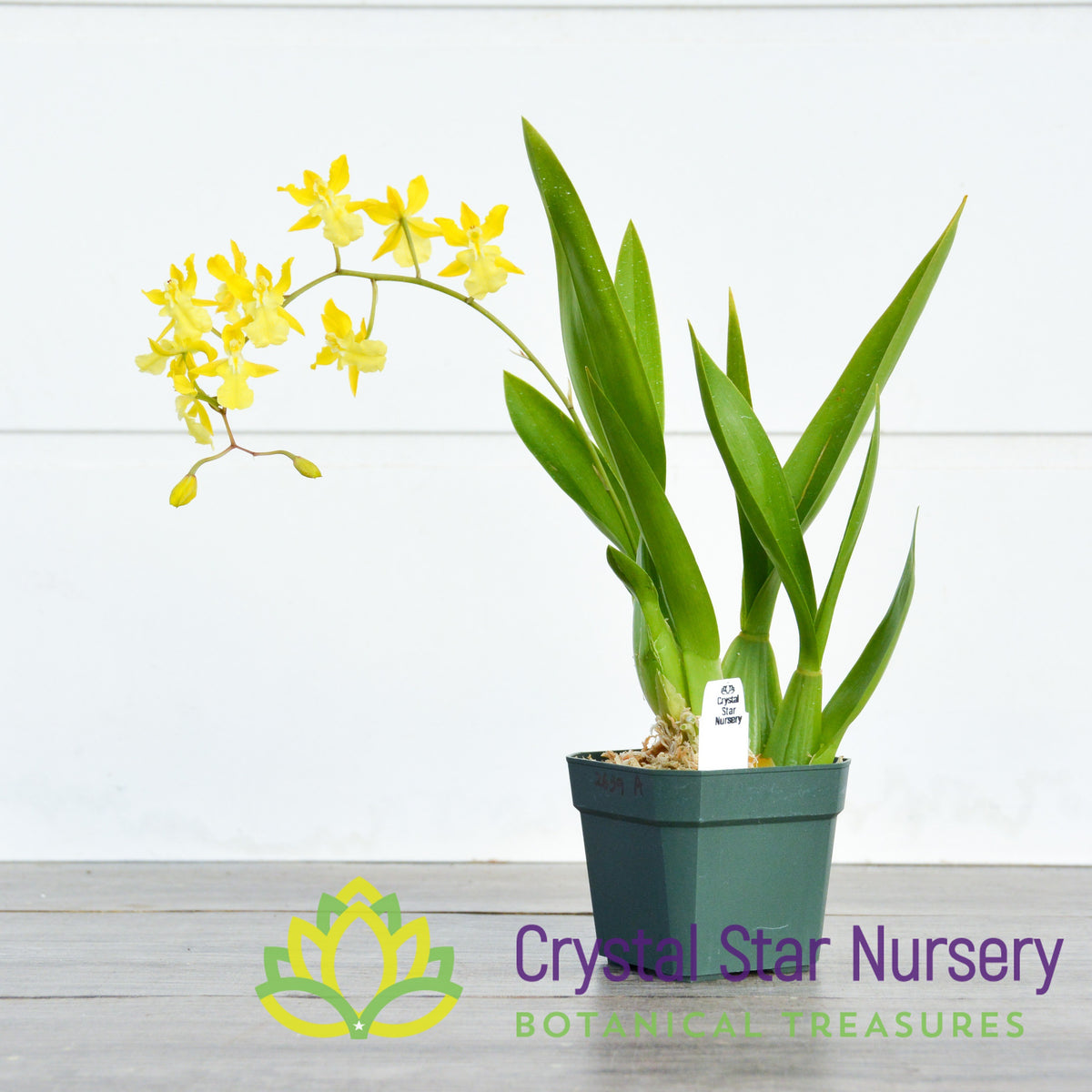 Gomesa Crispa 'Bess' x Oncidium Onustum