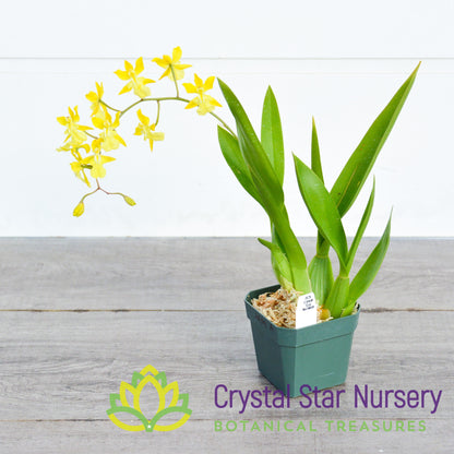Gomesa Crispa 'Bess' x Oncidium Onustum