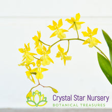 Gomesa Crispa 'Bess' x Oncidium Onustum