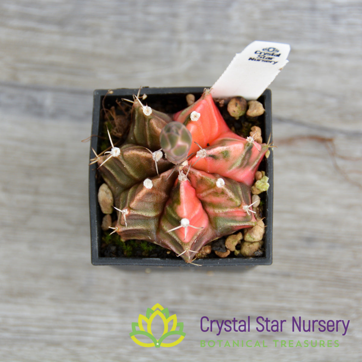 Gymnocalycium Mihanovichii Variegata