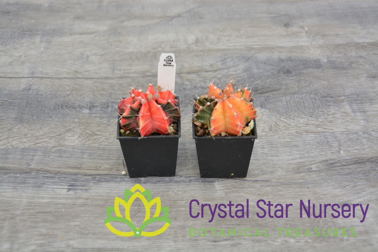 Gymnocalycium Mihanovichii Variegata (Premium)