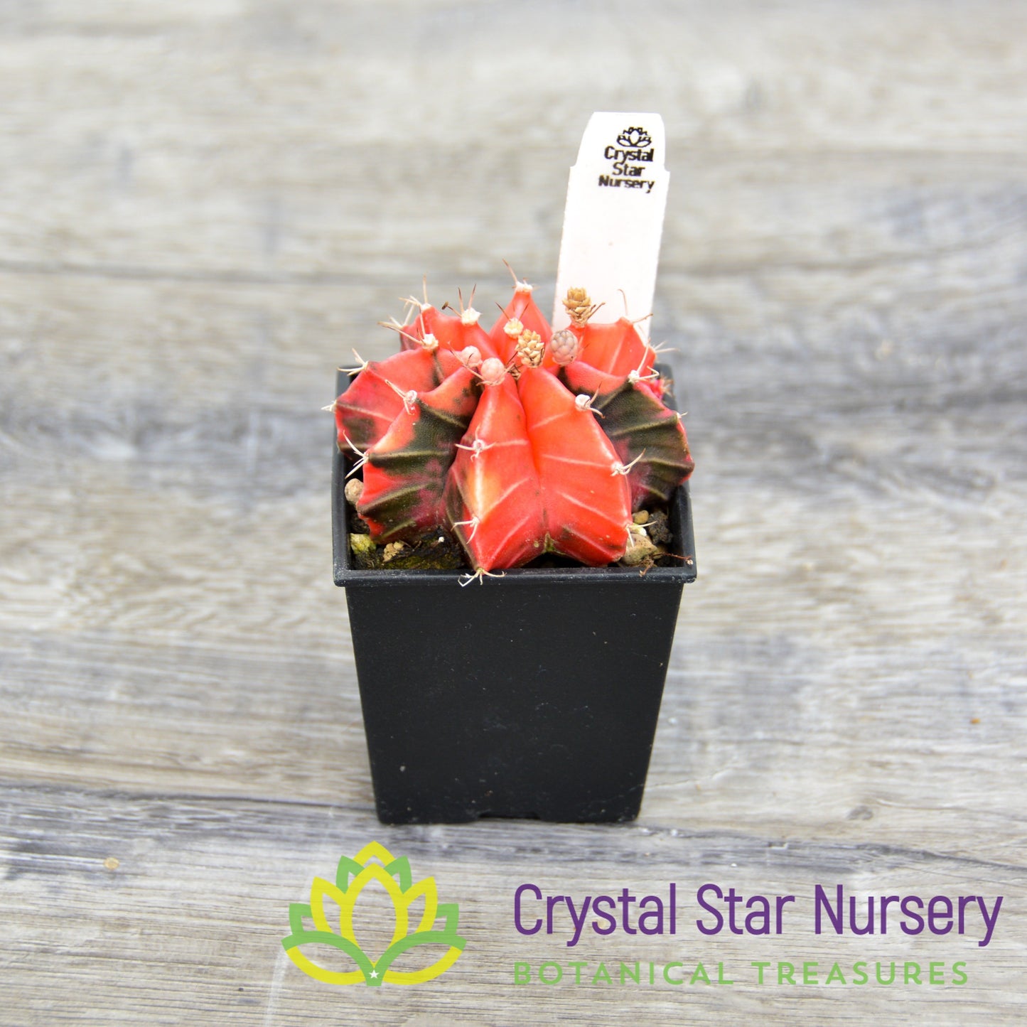 Gymnocalycium Mihanovichii Variegata (Premium)