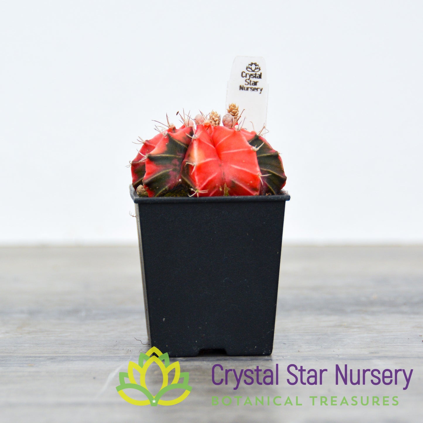 Gymnocalycium Mihanovichii Variegata (Premium)