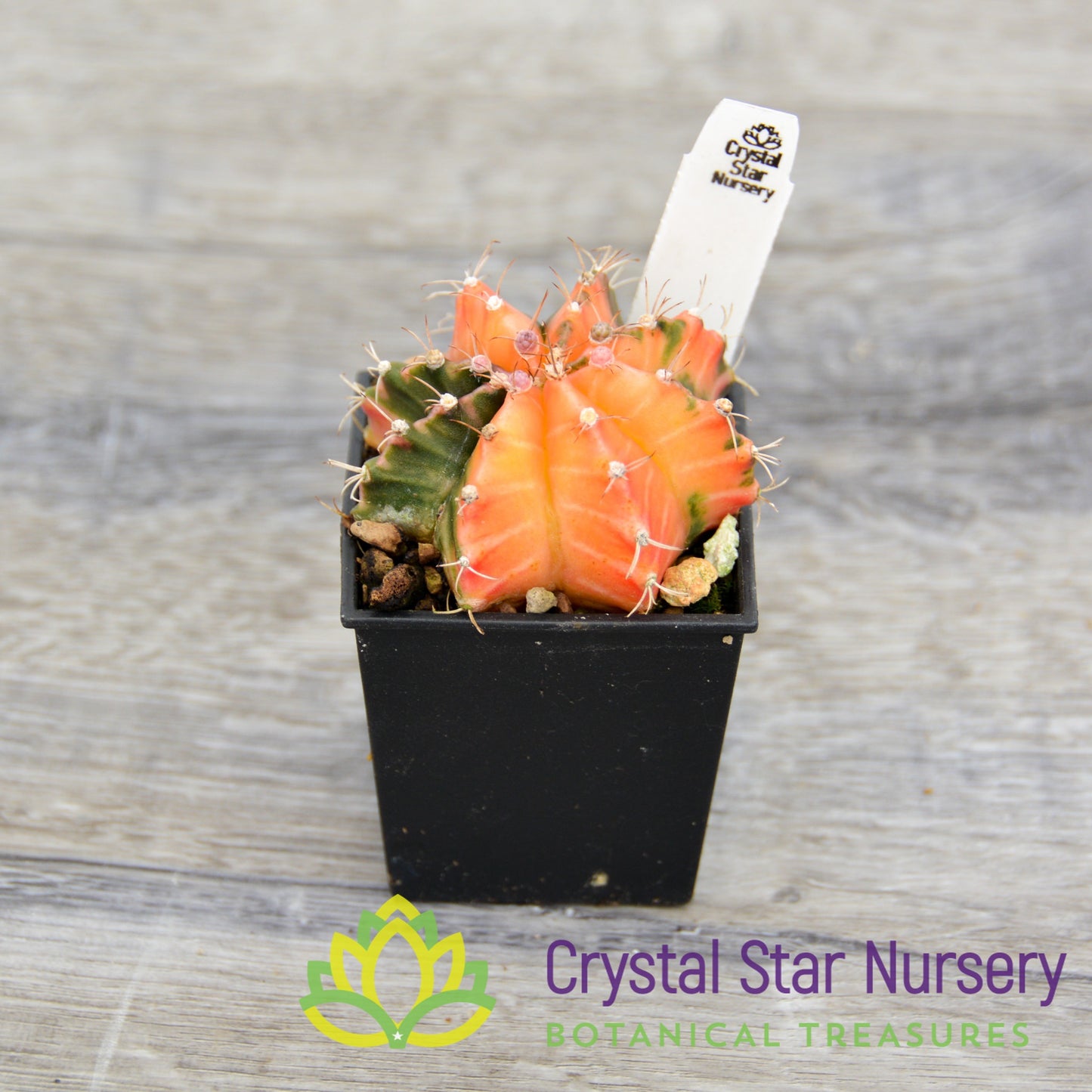 Gymnocalycium Mihanovichii Variegata (Premium)