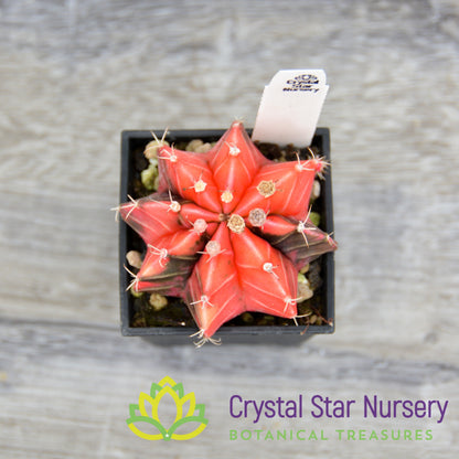 Gymnocalycium Mihanovichii Variegata (Premium)