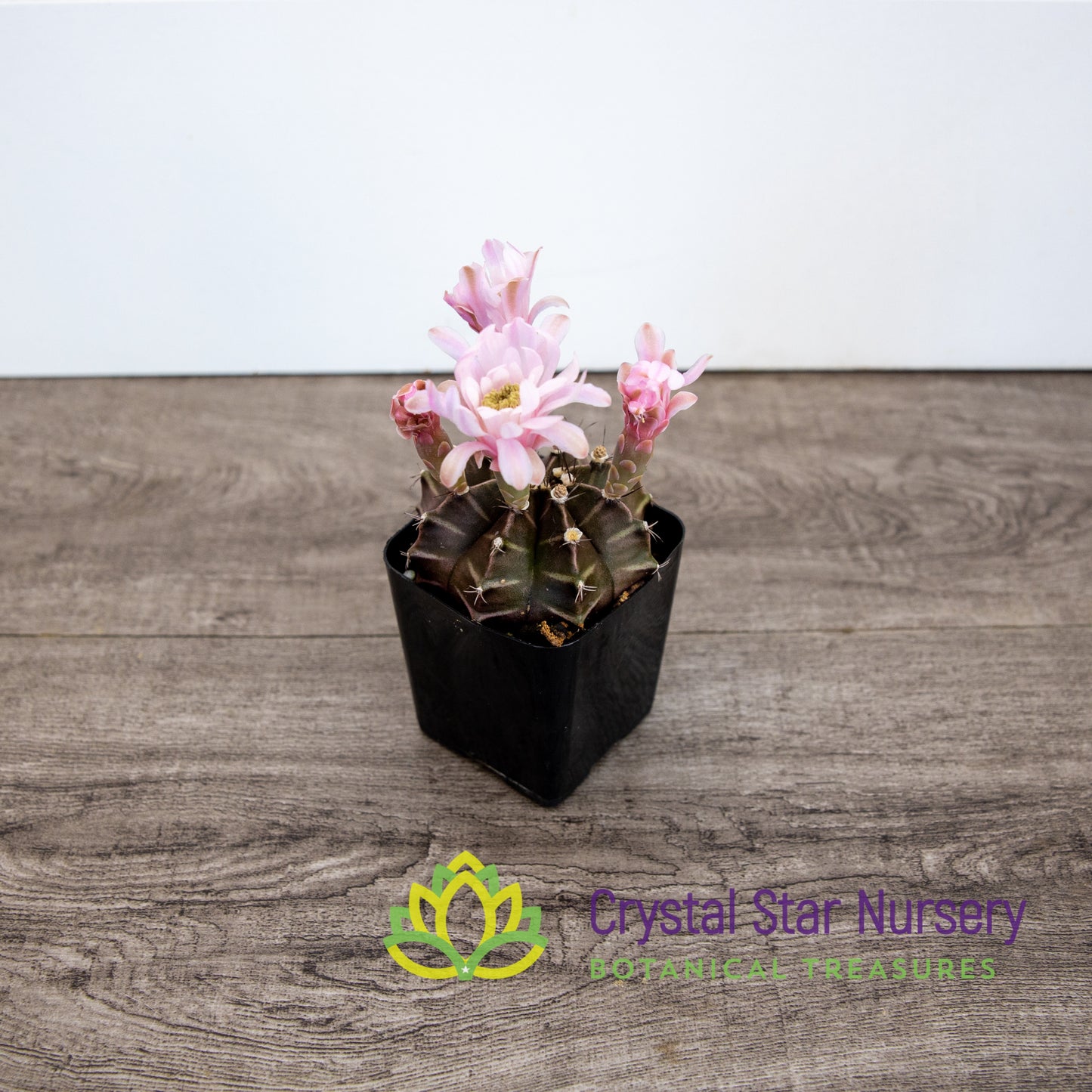 Gymnocalycium Mihanovichii