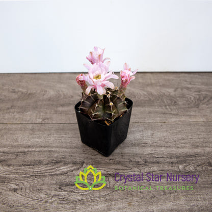 Gymnocalycium Mihanovichii