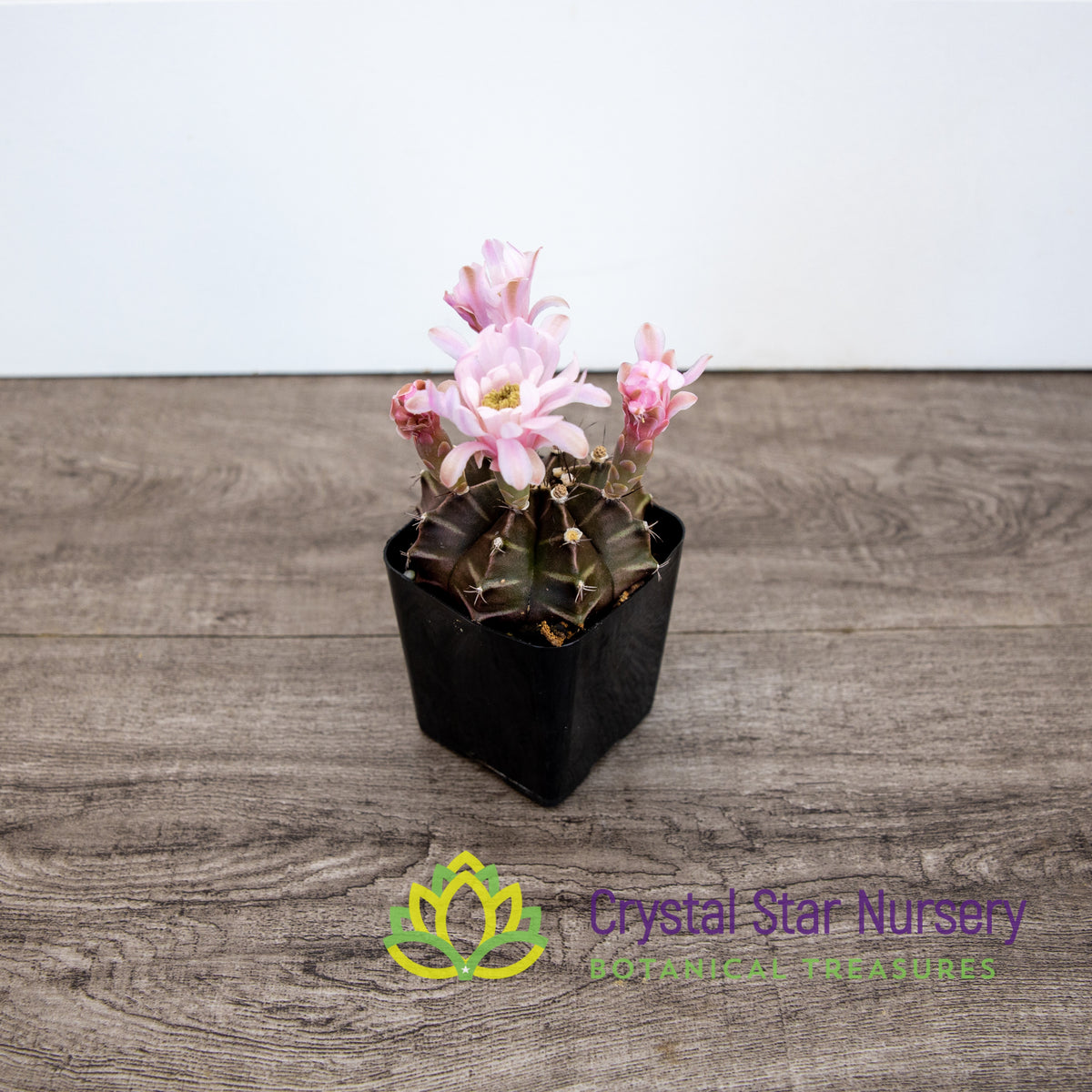 Gymnocalycium Mihanovichii