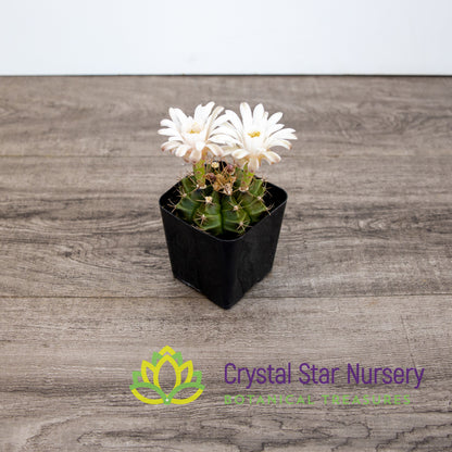 Gymnocalycium Mihanovichii