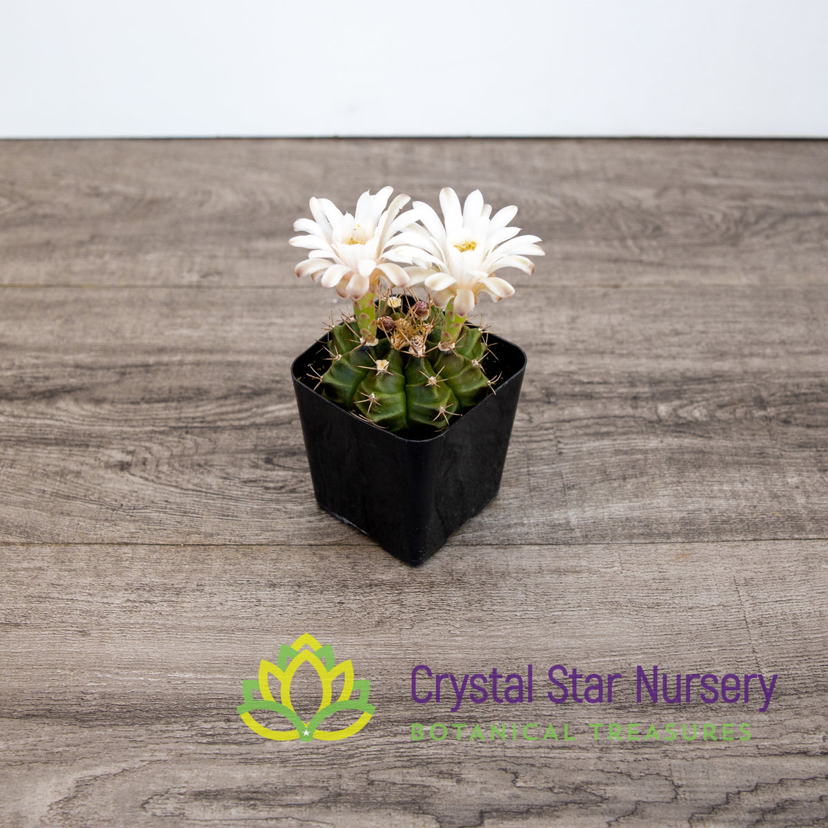 Gymnocalycium Mihanovichii