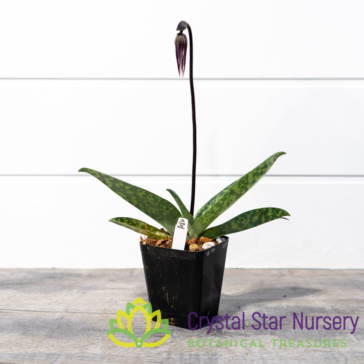 Paphiopedilum Maudiae NOID