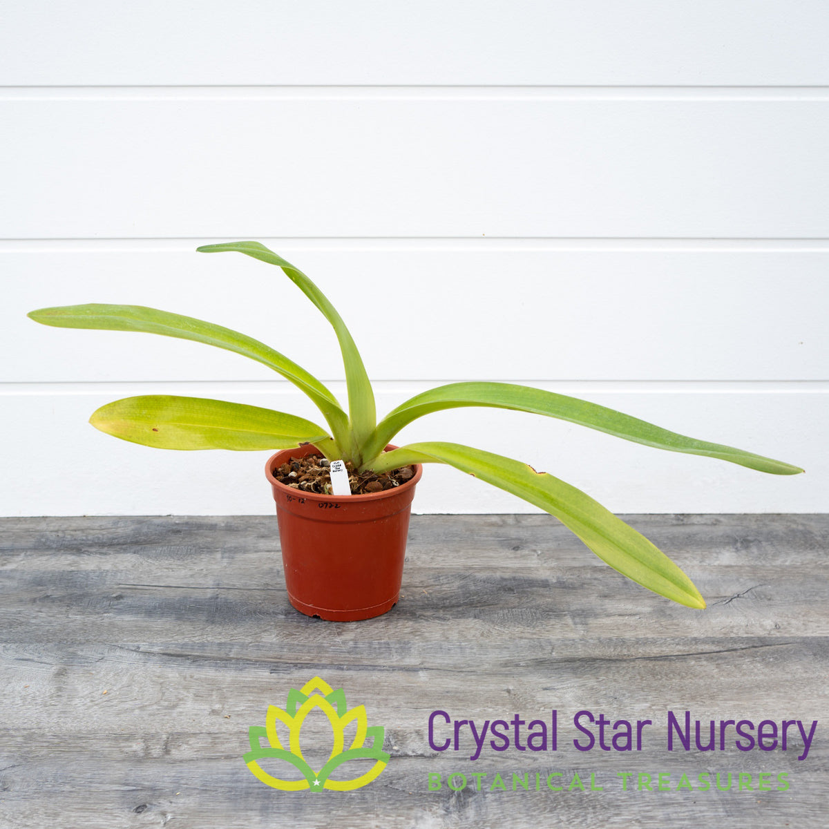 Paphiopedilum Hung Sheng Eagle
