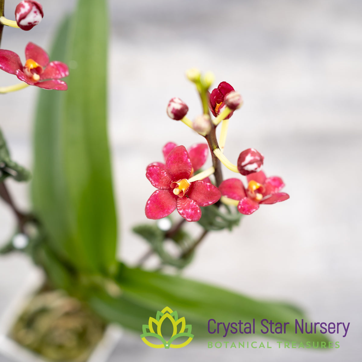 Sarcochilus Kurumba 'Red & White' x (Kulnura 'Ripple' x Bunyip 'Rusty Pink') (161)